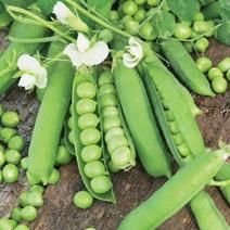 豌豆常年供应产地直发