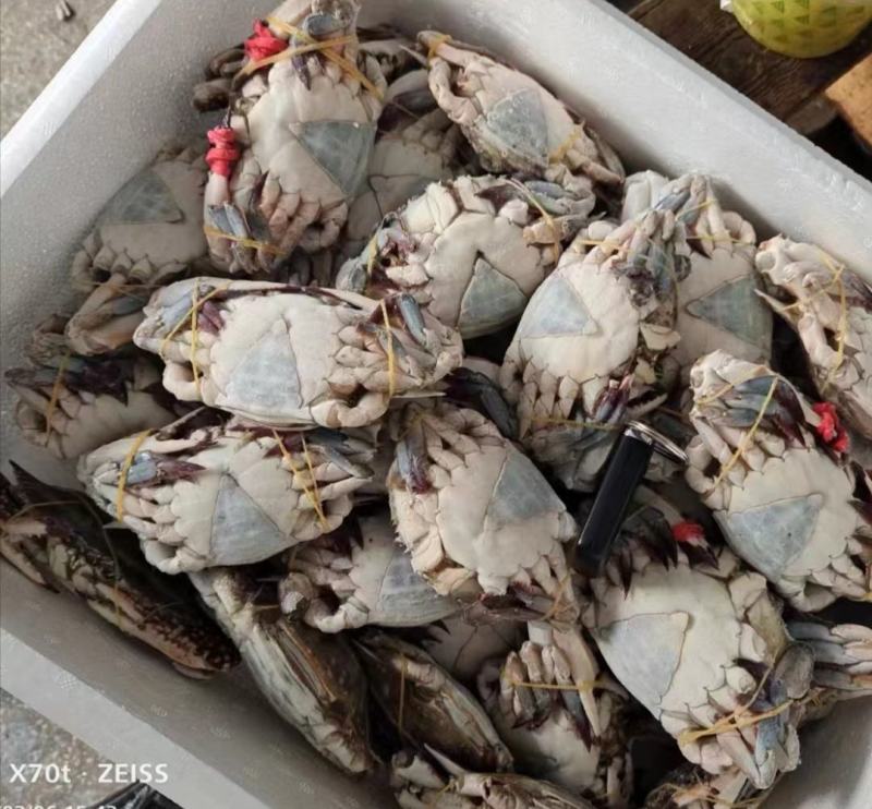 螃蟹。黑三角，花三角，梭子蟹，各种规格，货源充足
