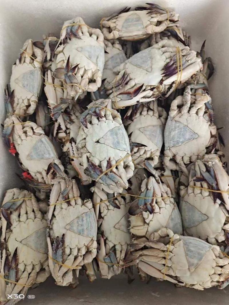 螃蟹。黑三角，花三角，梭子蟹，各种规格，货源充足