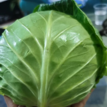 甘蓝软包系列150系列产地直发