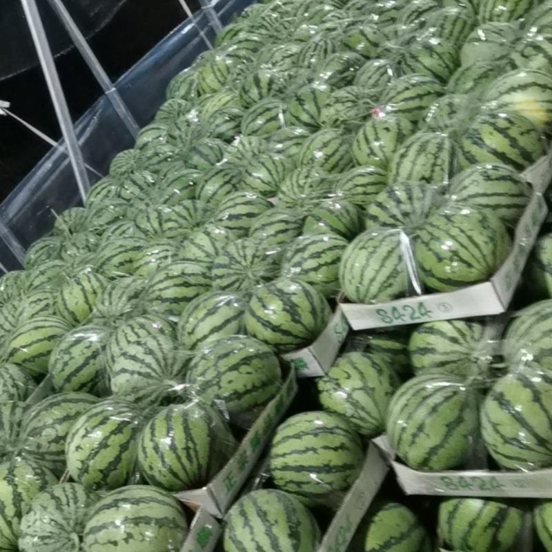 西瓜8424.美都西瓜安徽基地直发量大从优欢迎电联
