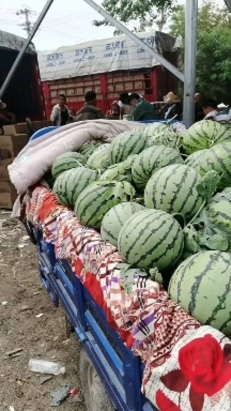 西瓜8424.美都西瓜安徽基地直发量大从优欢迎电联