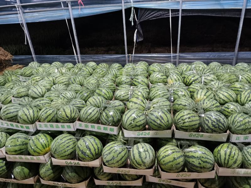 西瓜8424.美都西瓜安徽基地直发量大从优欢迎电联