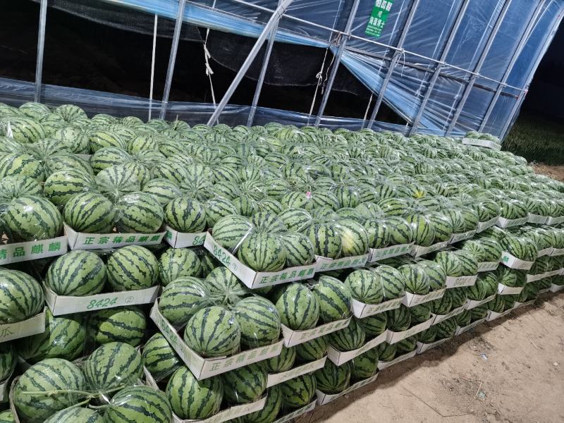 西瓜8424.美都西瓜安徽基地直发量大从优欢迎电联
