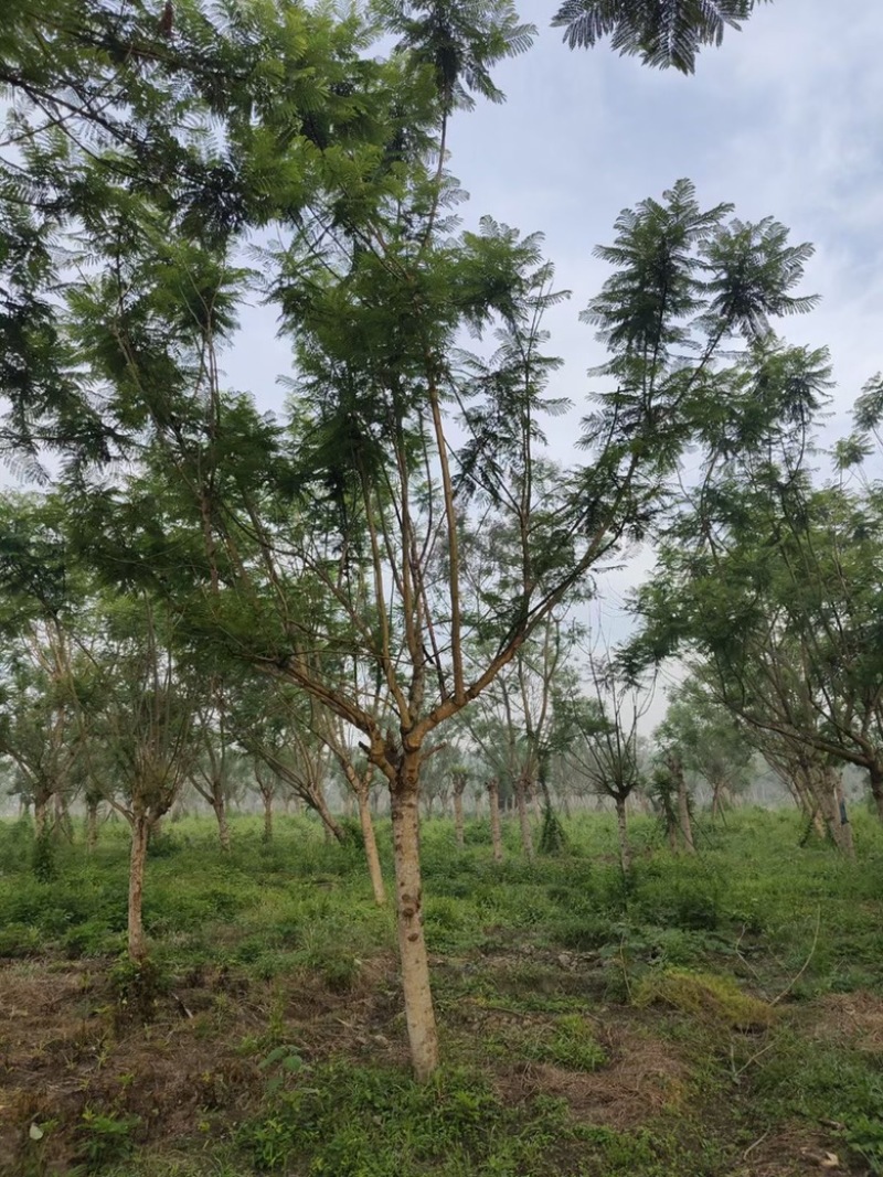 【精品蓝花楹】成都基地直供一手货源规格齐全全国发货