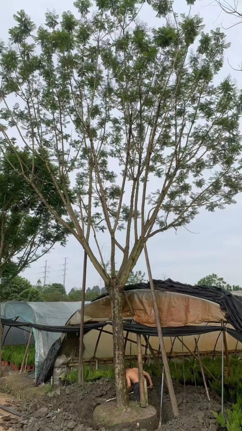 【精品蓝花楹】成都基地直供一手货源规格齐全全国发货
