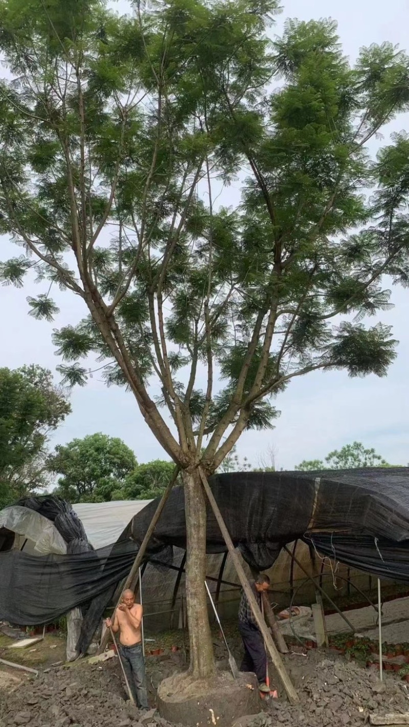 【精品蓝花楹】成都基地直供一手货源规格齐全全国发货