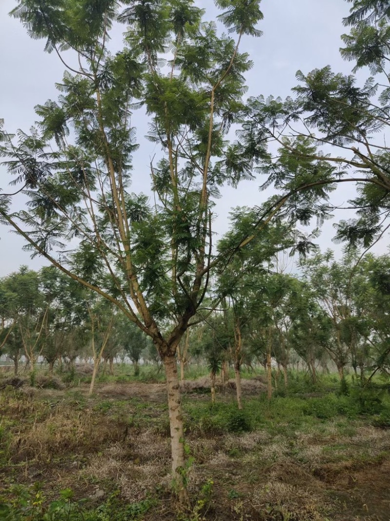 【精品蓝花楹】成都基地直供一手货源规格齐全全国发货