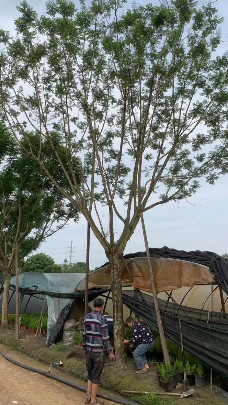 【精品蓝花楹】成都基地直供一手货源规格齐全全国发货