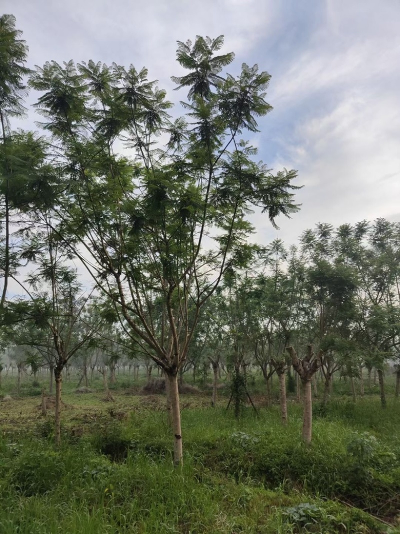 【精品蓝花楹】成都基地直供一手货源规格齐全全国发货