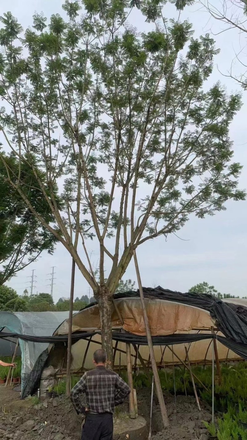 【精品蓝花楹】成都基地直供一手货源规格齐全全国发货