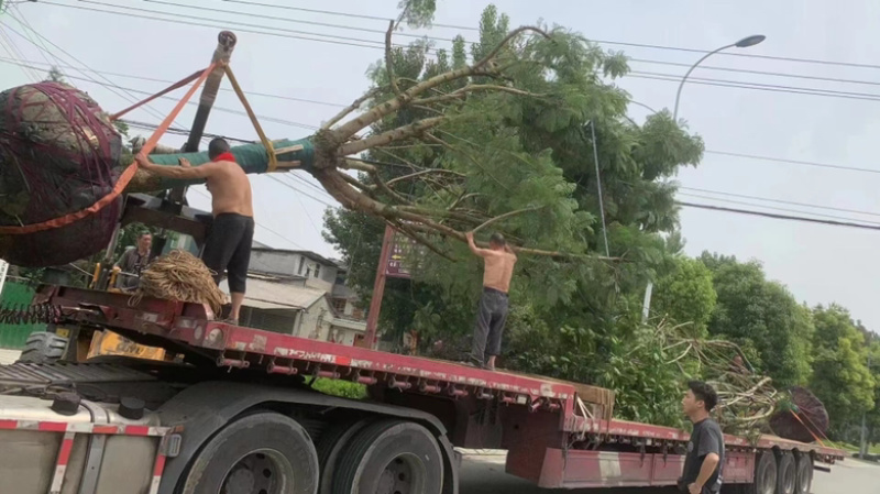 【精品蓝花楹】成都基地直供一手货源规格齐全全国发货