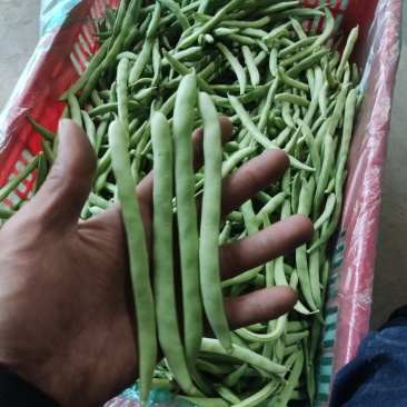 四季豆海安四季豆新上市大量供应