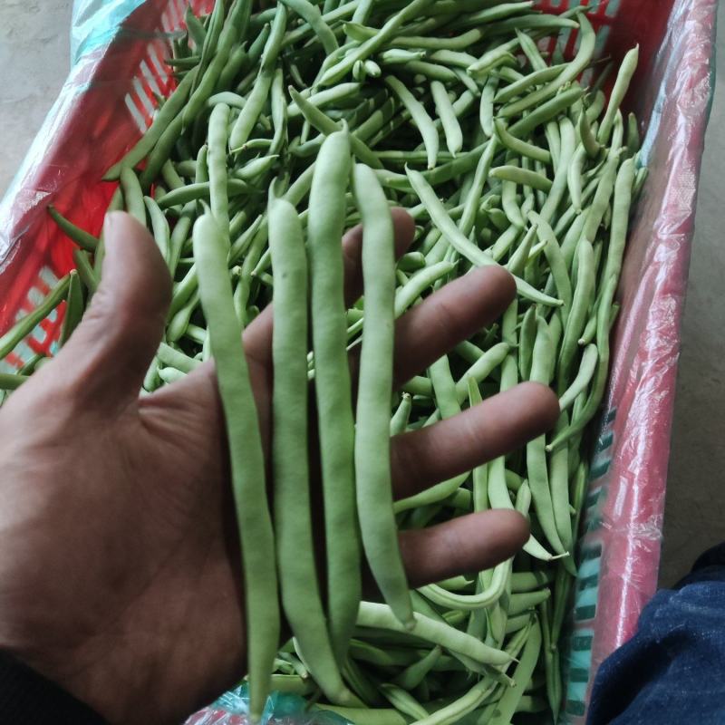 四季豆海安四季豆新上市大量供应