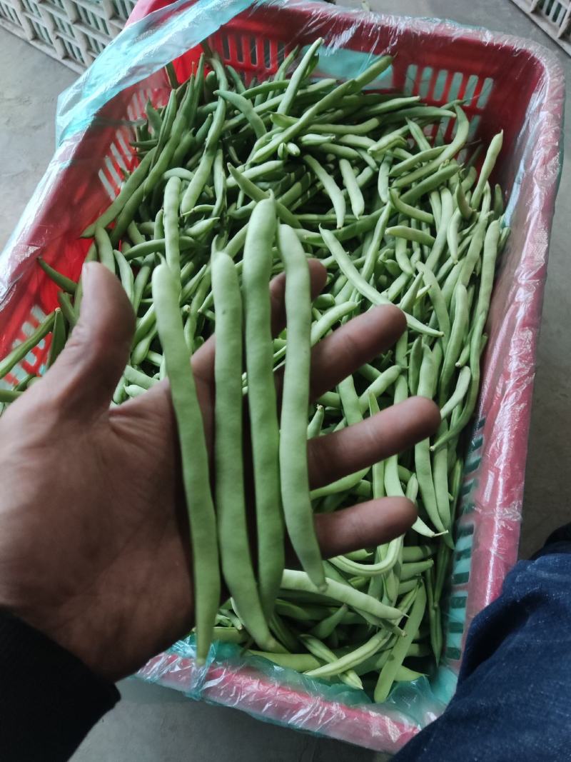 四季豆海安四季豆新上市大量供应