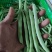 四季豆海安四季豆新上市大量供应