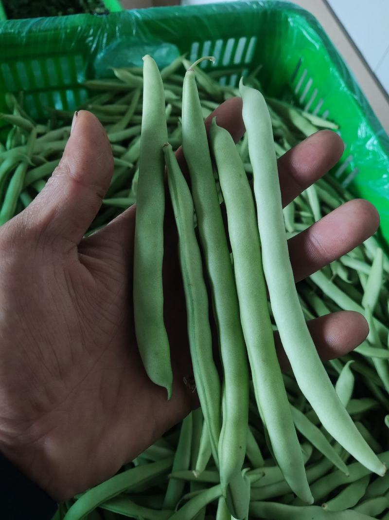 四季豆海安四季豆新上市大量供应