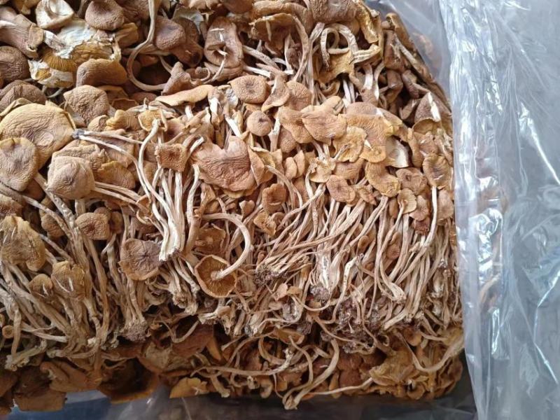 江西广昌开伞菇大叶菇三号开伞菇精品2023新菇，梗白