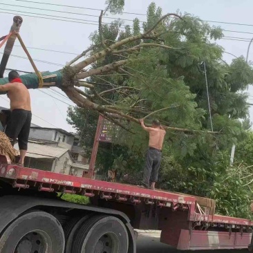 25公分蓝花楹基地直销各种大小都有大量批发欢迎咨询