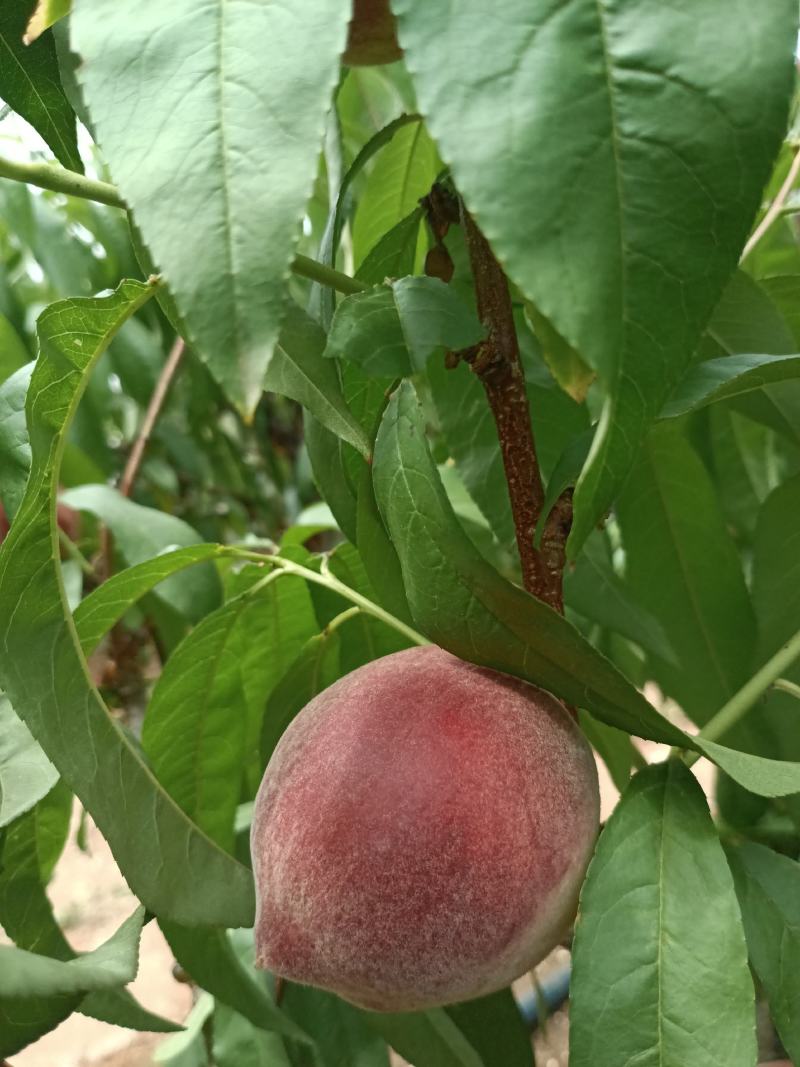 文山红宝石水蜜桃大量上市需要的老板感觉联系了