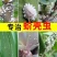 螺虫噻嗪酮介壳虫杀虫剂蚜虫锈壁虱潜叶蛾梨木虱专用农药