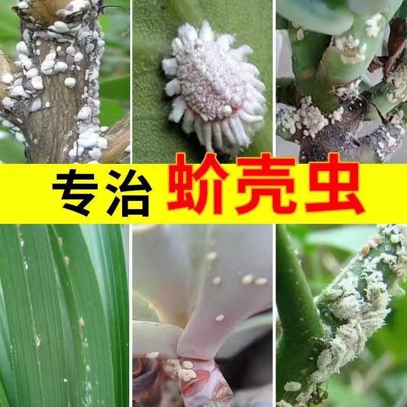 螺虫噻嗪酮介壳虫杀虫剂蚜虫锈壁虱潜叶蛾梨木虱专用农药