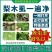 螺虫噻嗪酮介壳虫杀虫剂蚜虫锈壁虱潜叶蛾梨木虱专用农药