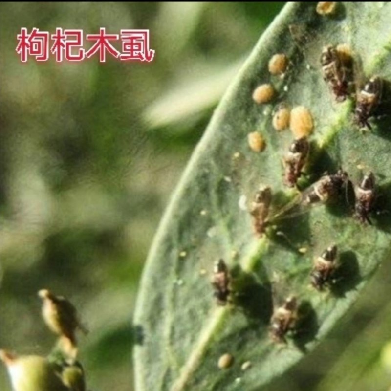 螺虫噻嗪酮介壳虫杀虫剂蚜虫锈壁虱潜叶蛾梨木虱专用农药