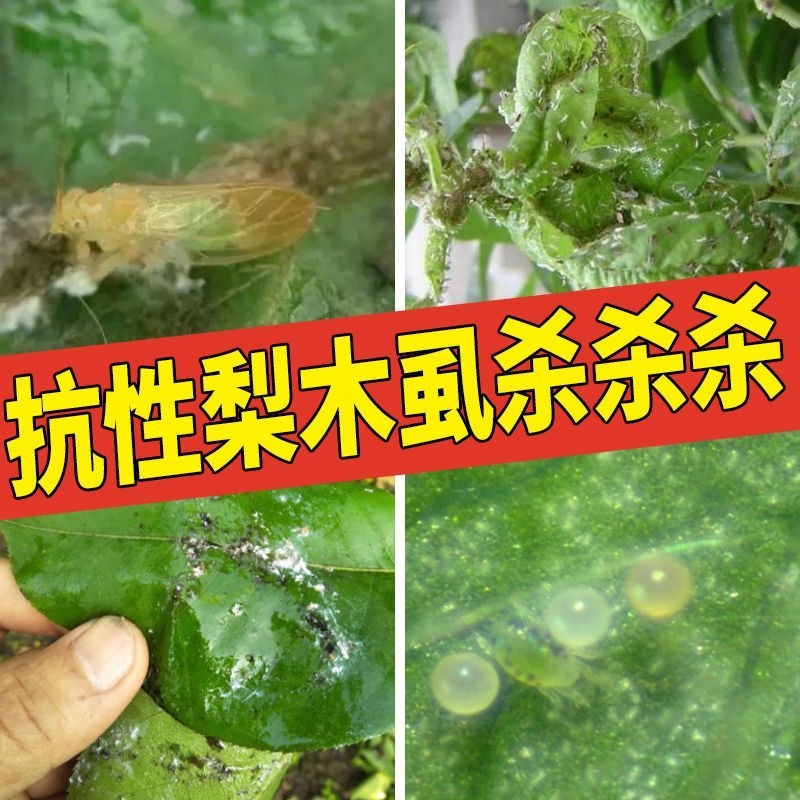 螺虫噻嗪酮介壳虫杀虫剂蚜虫锈壁虱潜叶蛾梨木虱专用农药