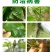 螺虫噻嗪酮介壳虫杀虫剂蚜虫锈壁虱潜叶蛾梨木虱专用农药