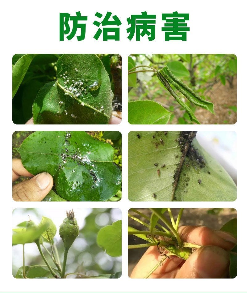 螺虫噻嗪酮介壳虫杀虫剂蚜虫锈壁虱潜叶蛾梨木虱专用农药