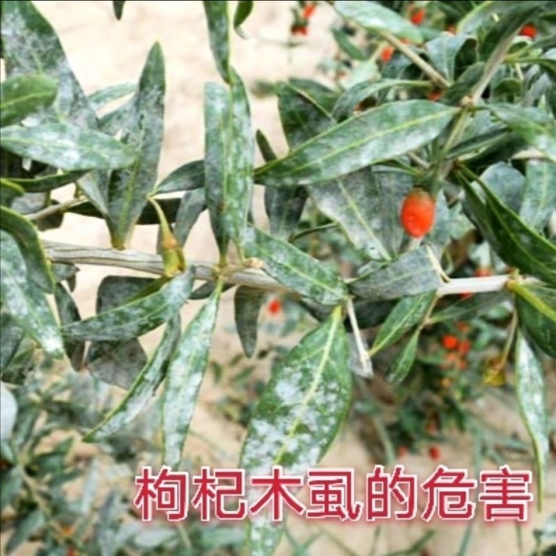 螺虫噻嗪酮介壳虫杀虫剂蚜虫锈壁虱潜叶蛾梨木虱专用农药
