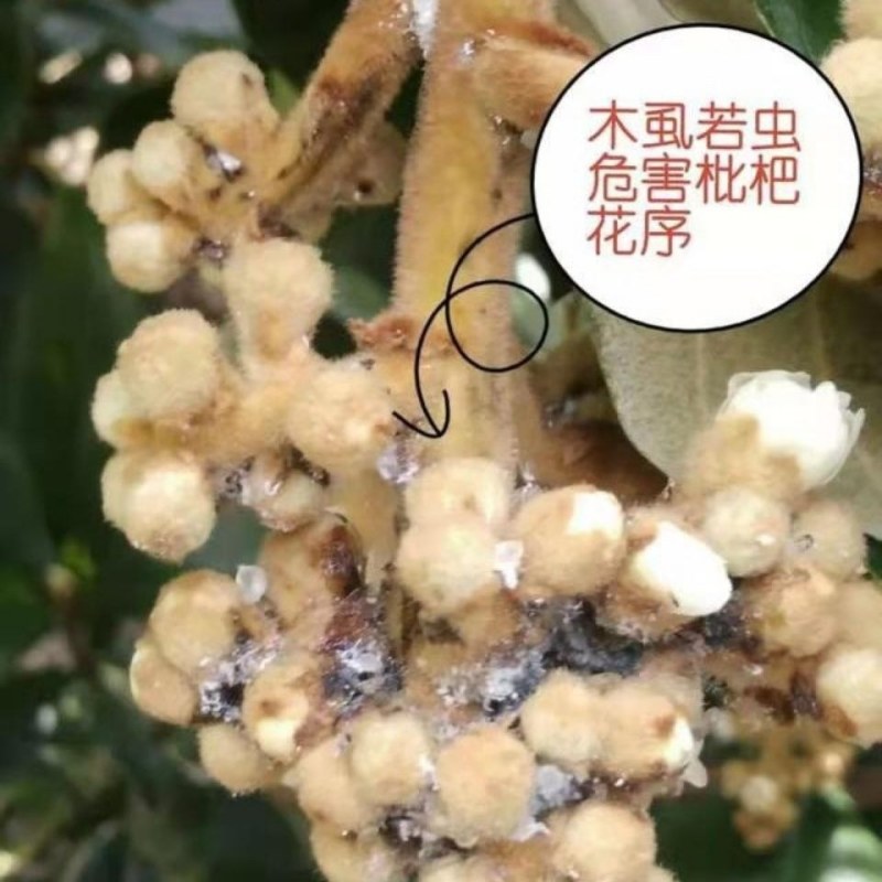 螺虫噻嗪酮介壳虫杀虫剂蚜虫锈壁虱潜叶蛾梨木虱专用农药