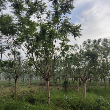 蓝花楹8-40公分大量供应批发欢迎咨询！