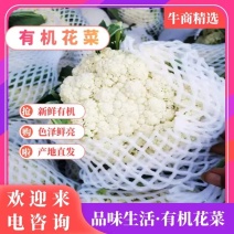 【精品】有机菜花松花菜颜色白产地直发价格便宜紧实无黑