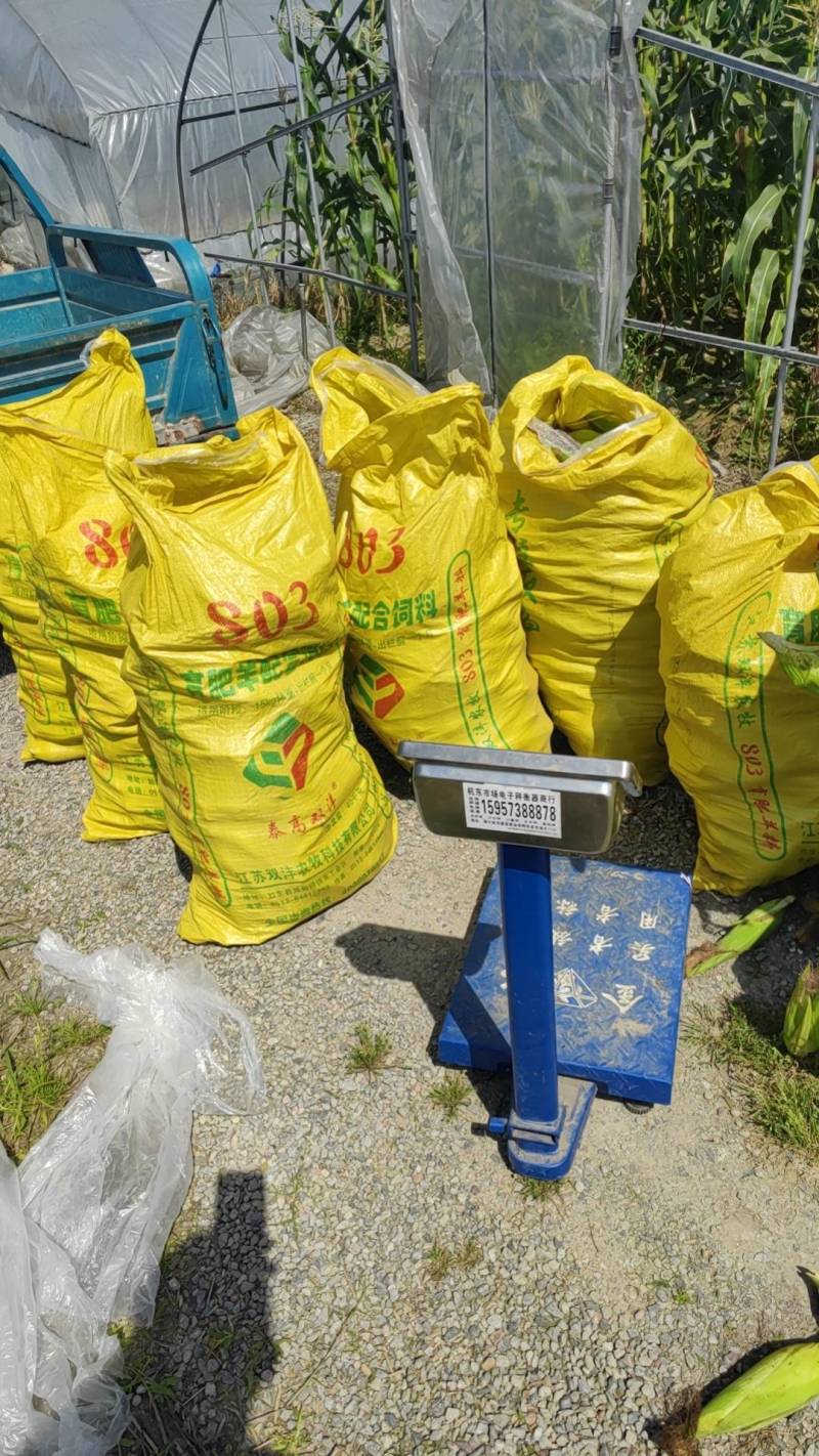 海宁美玉7号甜糯玉米基地货可供团长打包发货