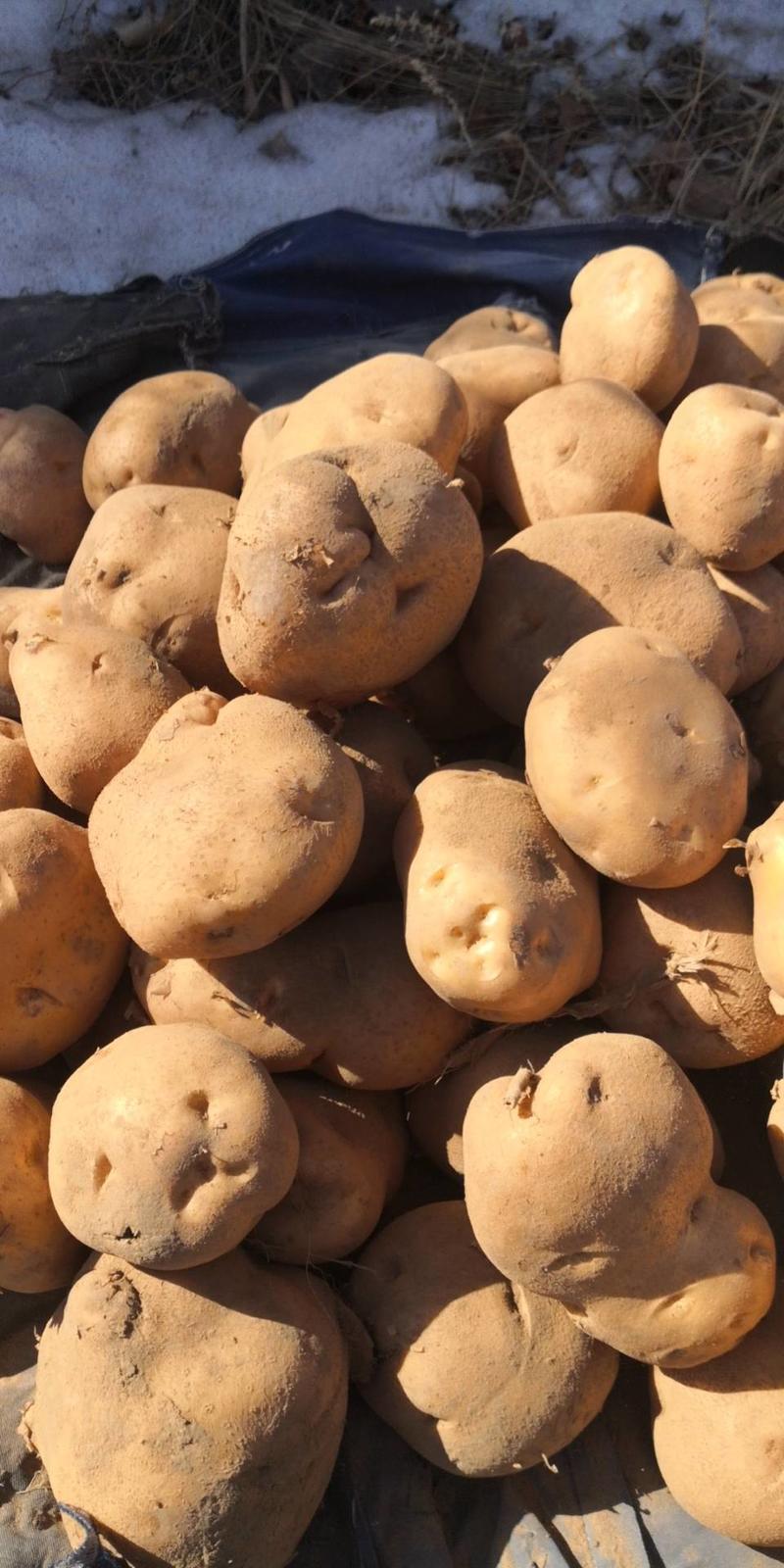晋薯16土豆