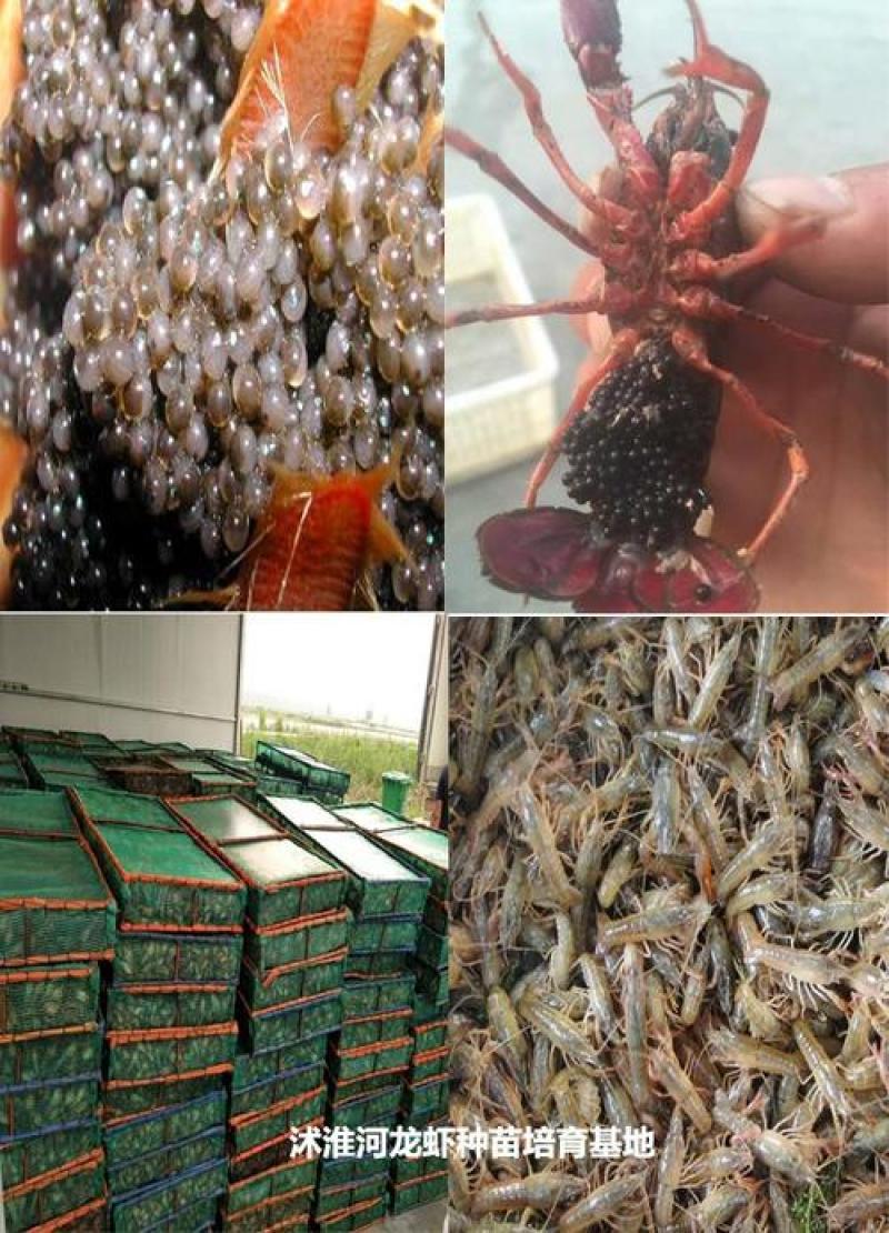 山东微山湖龙虾苗供应全国