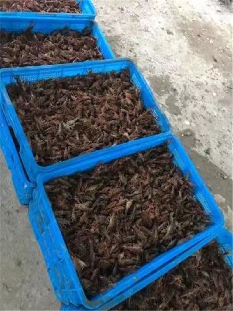山东微山湖龙虾苗供应全国