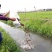 山东微山湖龙虾苗供应全国