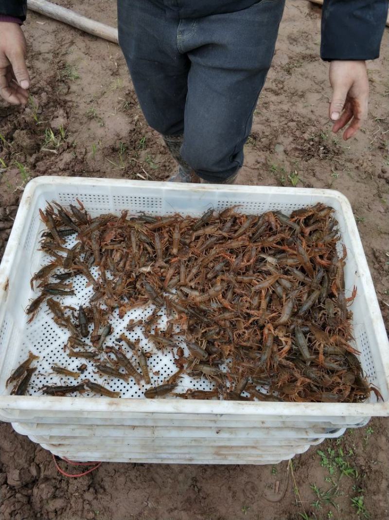 山东微山湖龙虾苗供应全国