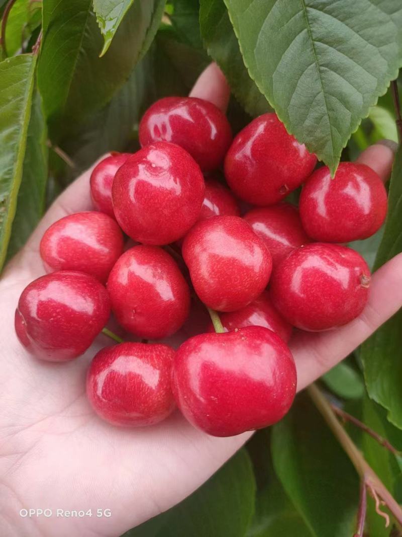 冠县美早，红灯，布鲁克斯，等各个品种樱桃大量现货欢迎采购