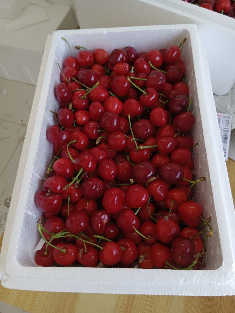 冠县美早，红灯，布鲁克斯，等各个品种樱桃大量现货欢迎采购