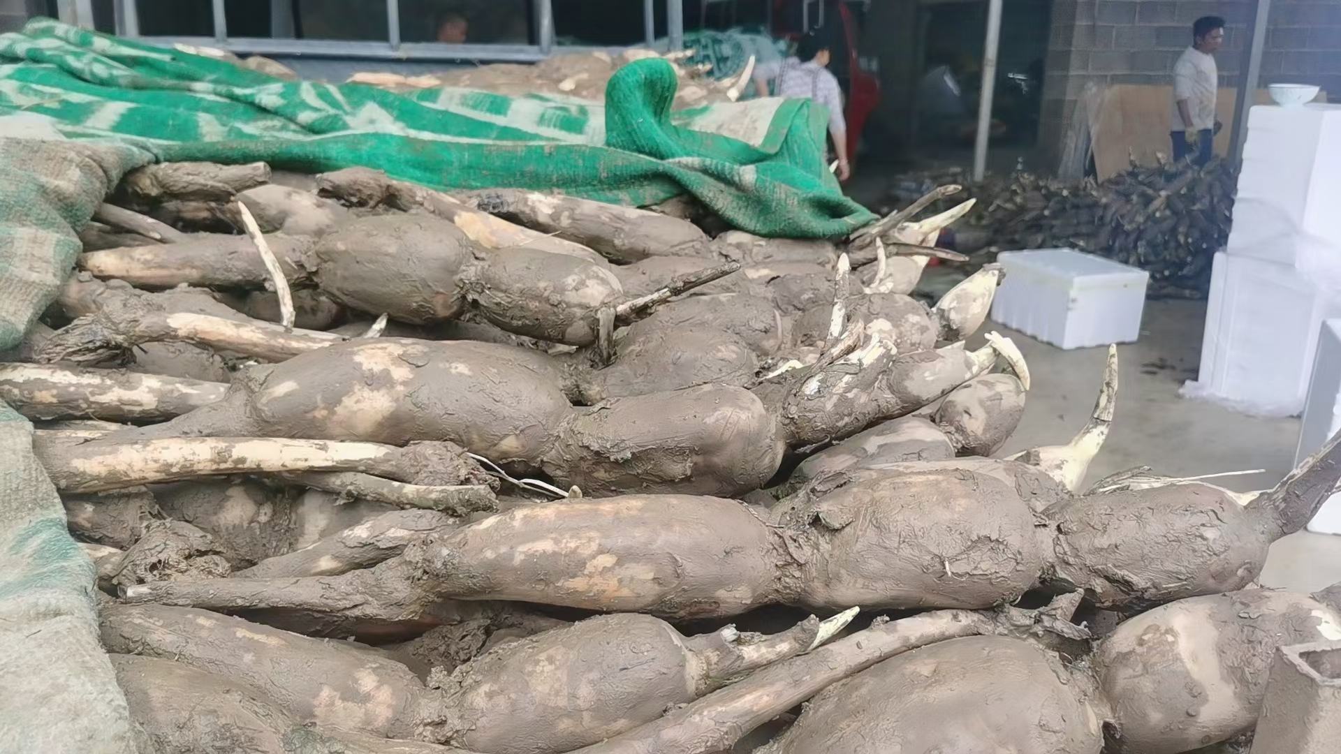 市场售卖新鲜莲藕的摊位