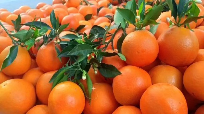 奉节脐橙圆红纽荷货源充足果皮漂亮口感细腻化渣