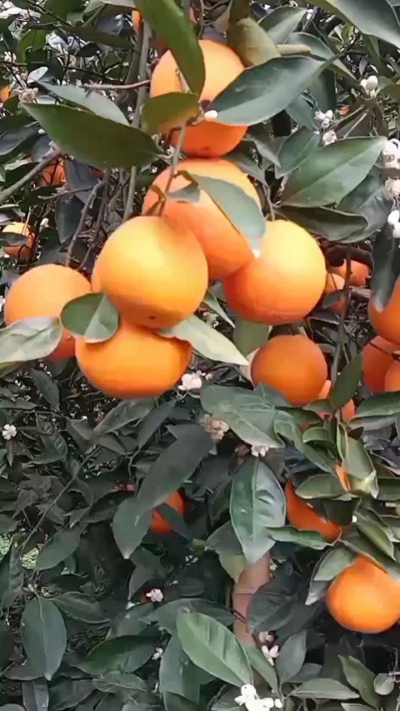 奉节脐橙圆红纽荷货源充足果皮漂亮口感细腻化渣