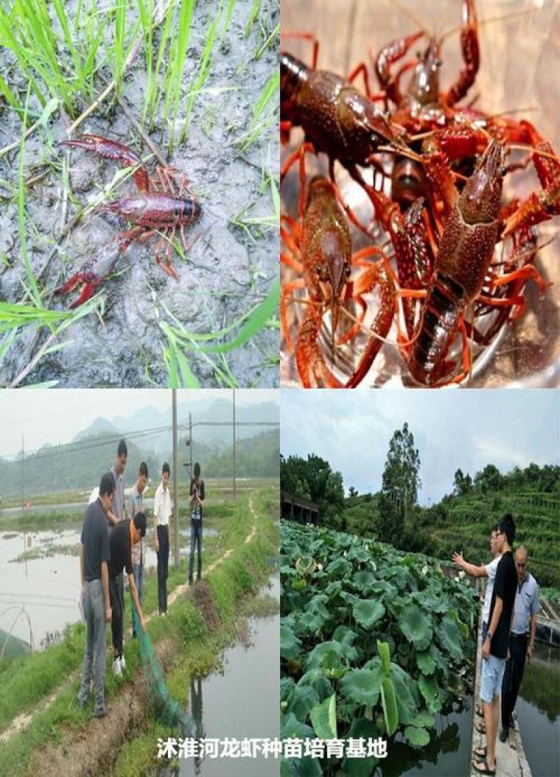 山东微山湖龙虾苗供应河北省、内蒙古、黑龙江、山西省成活率