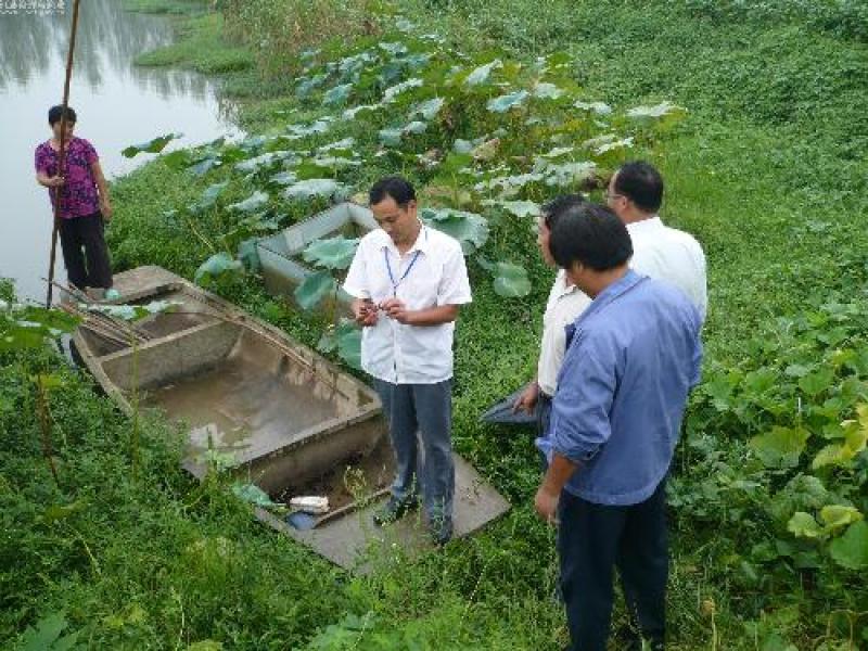 山东微山湖龙虾苗供应河北省、内蒙古、黑龙江、山西省成活率