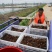 山东微山湖龙虾苗供应河北省、内蒙古、黑龙江、山西省成活率