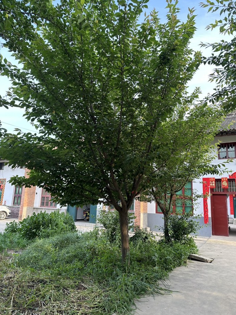 樱花